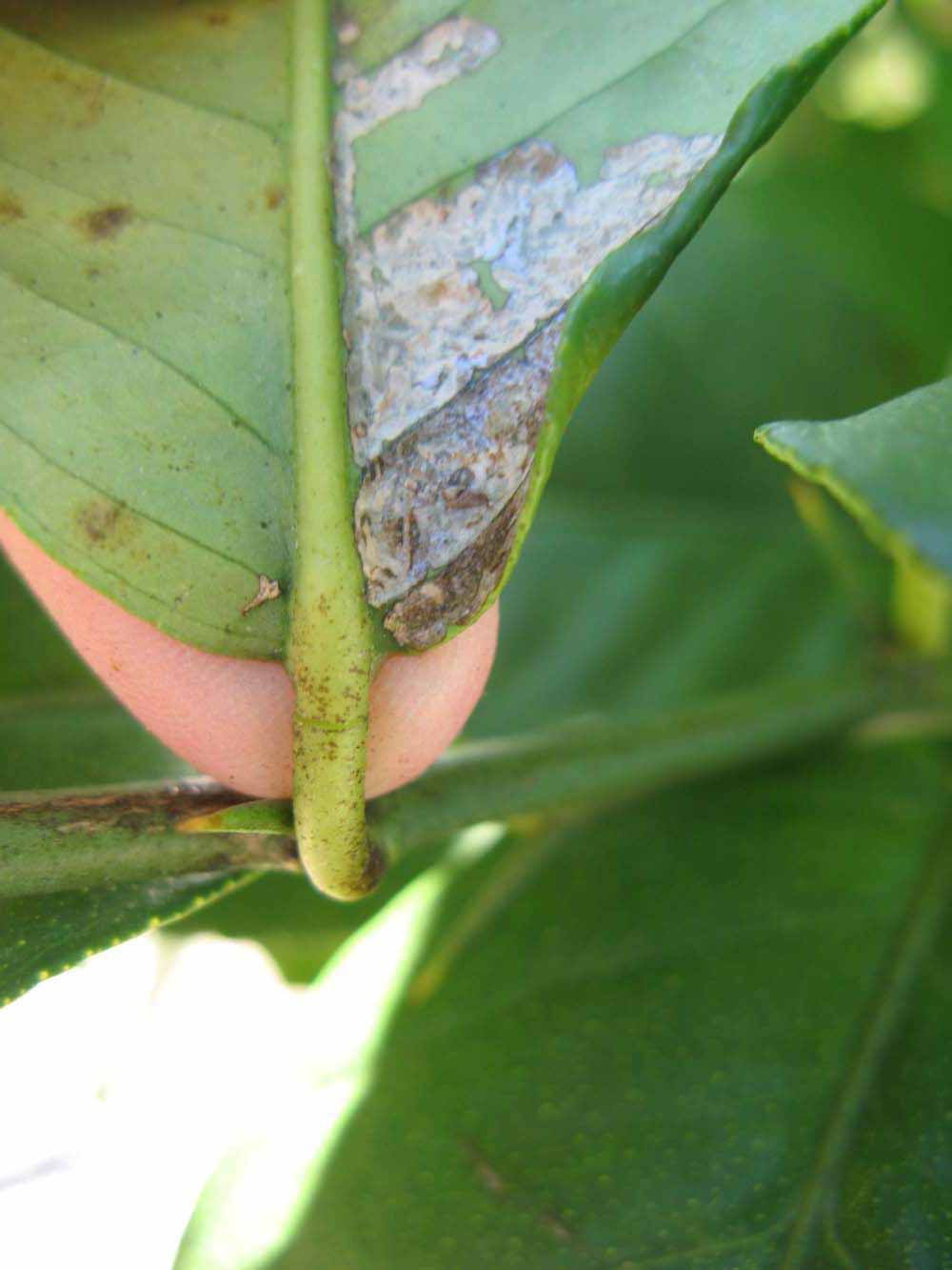              Petiole (Winter Haven, FL)       